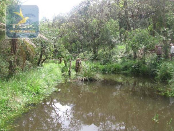 São josé dos pinhais chácara 15.000 m² aqui eu vou ficar ch0159 - Foto 8