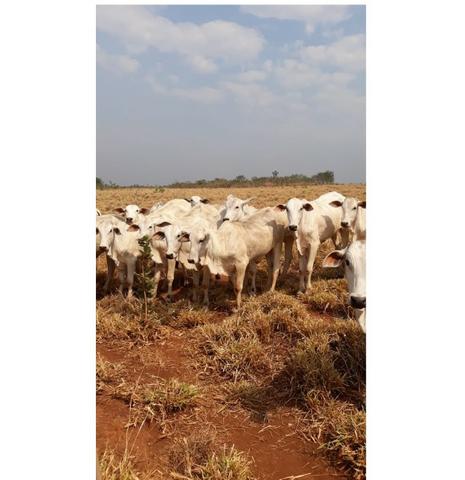 750 Hectares, Pecuária e lavoura, Rosário-MT. Próximo asfalto - Foto 2