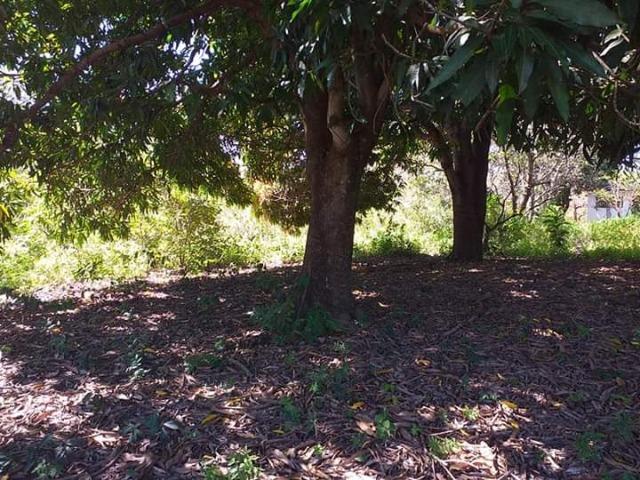Chácara a 23 km do trevo do largato de 4 hectares - Foto 4