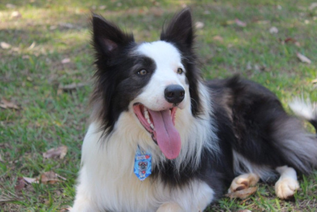 Cobertura disponível Border Collie ( Cor Rara) - Foto 4