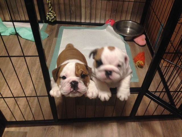 Bulldog Inglês entrega hoje, chamar no whats - Foto 2