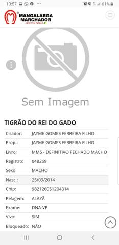 Manga larga picada Tigrão Kafé - Foto 3