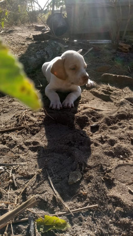 Perdigueiro - Foto 2