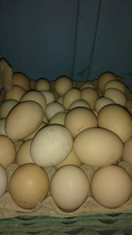 Vendo ovos galados de galinha caipira,brama,garlinze