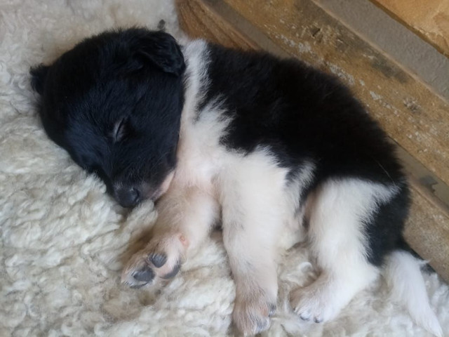 Border Collie filhotes nascidos 14 setembro - Foto 3
