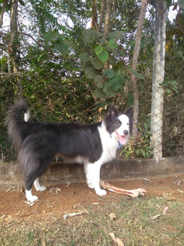 Cobertura disponível Border Collie ( Cor Rara) - Foto 6
