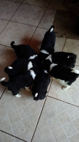 Border Collie filhotes nascidos 14 setembro - Foto 4