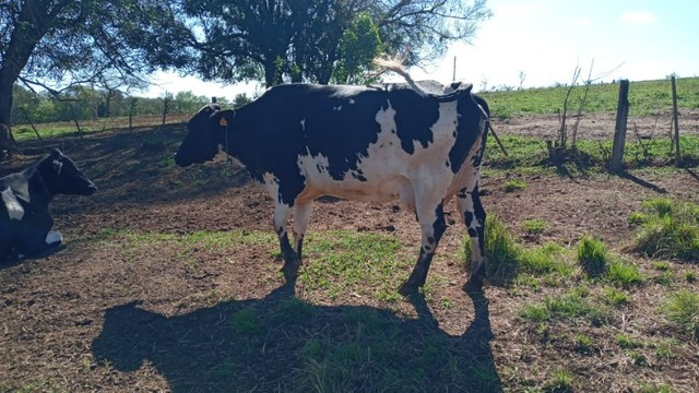 Lote com 30 vacas e 20 novilhas, Fazenda São José, região de Avaré, Botucatu, Itatinga-SP