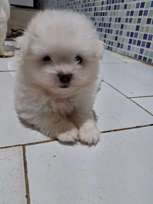 Filhote de Maltês Macho com lulu - Foto 3