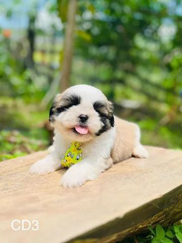 Shih Tzu micro europeu  - Foto 5