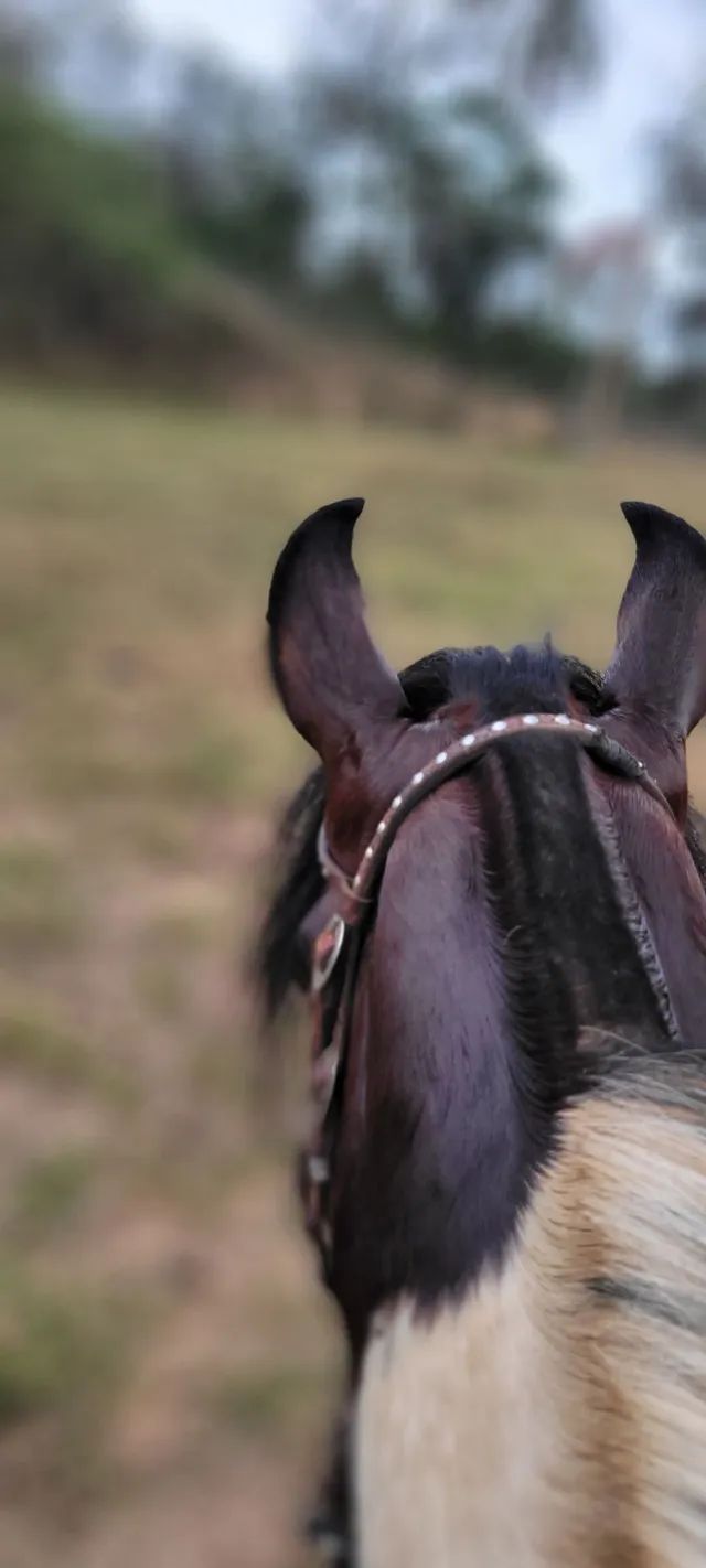 Cavalo de cela - Animais para agropecuária - Borda da Mata 1256806947