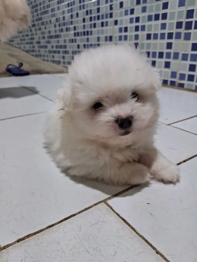 Filhote de Maltês Macho com lulu - Foto 2