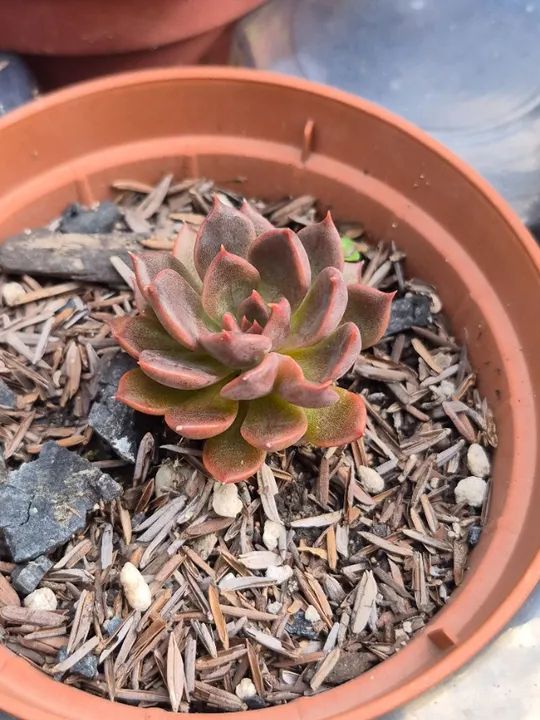 Mudas de suculentas  - Foto 6