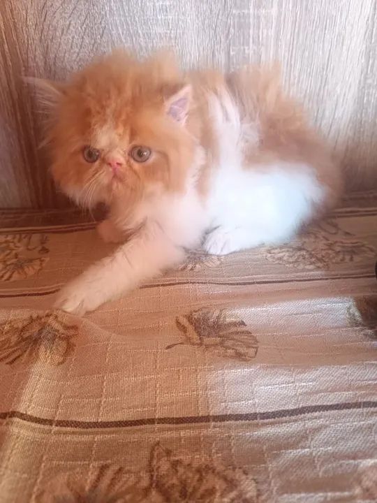 Persa Laranja macho - Foto 4