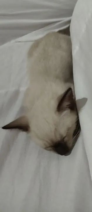 Gatinho Siamês com Olhos Azuis - Foto 5