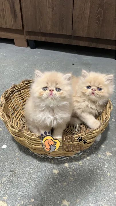 Gato persa padrão show filhote 