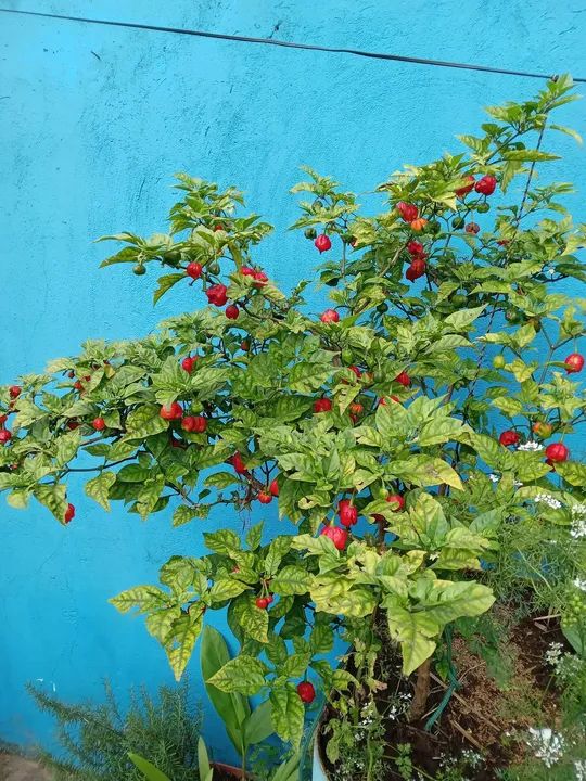 Mudas de Pimenta carolina reaper