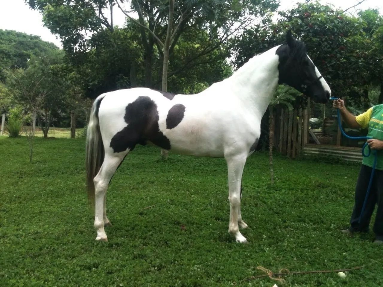 Venda de garanhão Mangalarga - Foto 3