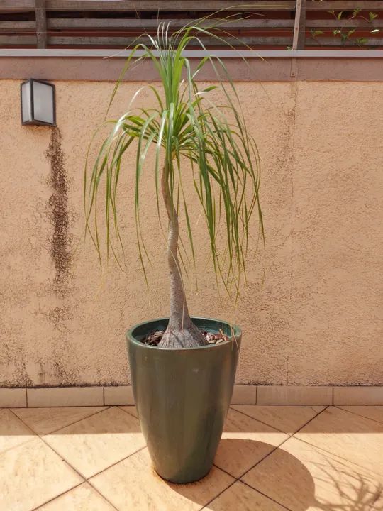 Vaso com planta. - Foto 2