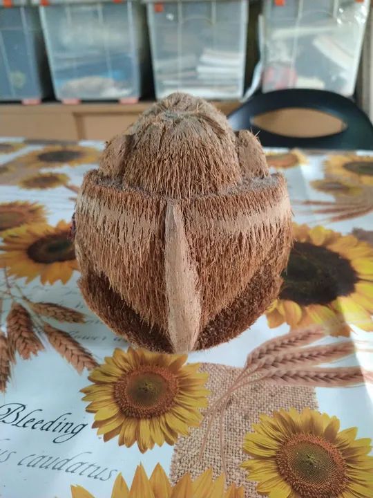 Macaco de côco decorativo. - Foto 2