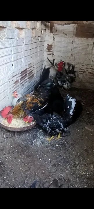 Galinha e Galo Nagasaki  - Foto 5