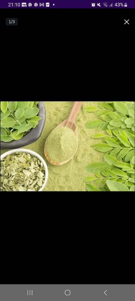 Moringa ,a plata  do futuro - Foto 3