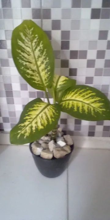 Planta Comigo Ninguem Pode ( Entrega Grátis)