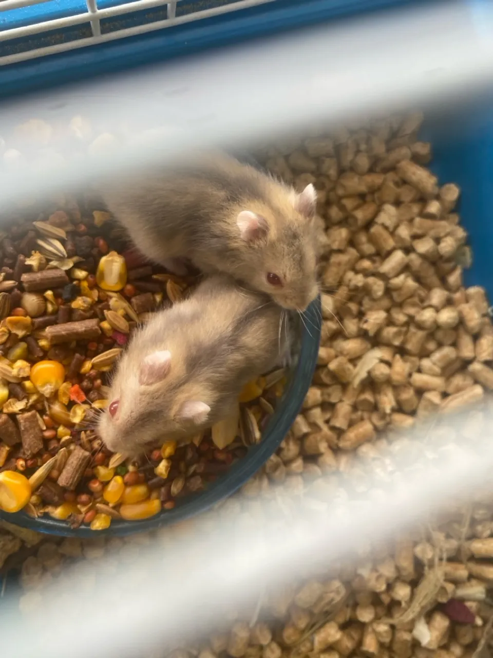 Lindos hamster filhotes