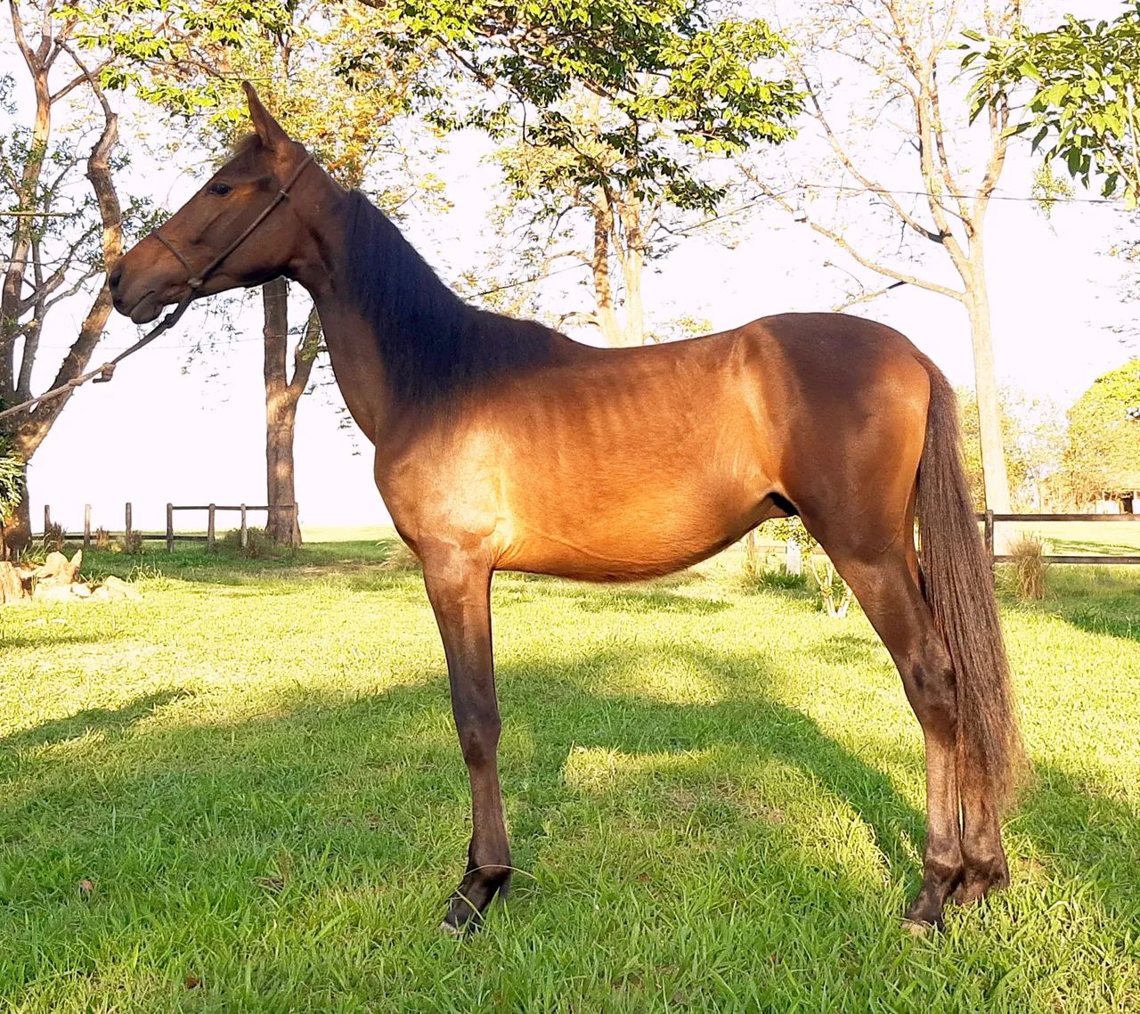 Potro Mangalarga Marchador Registrado  - Foto 2