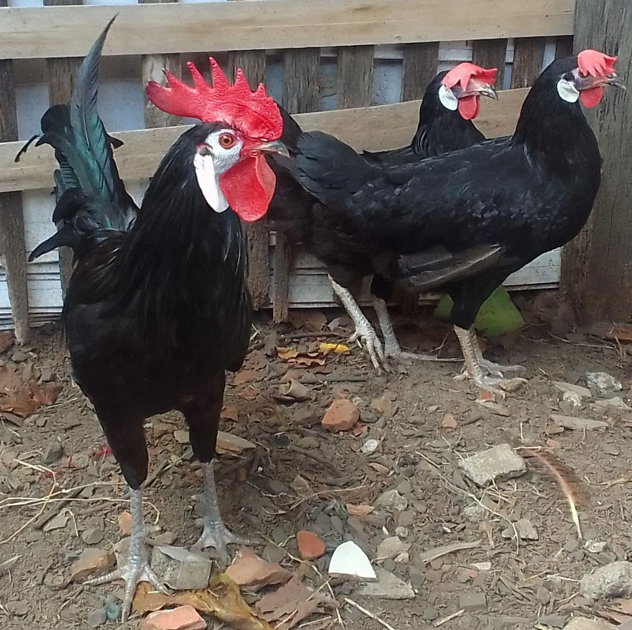Ovos galados de raça