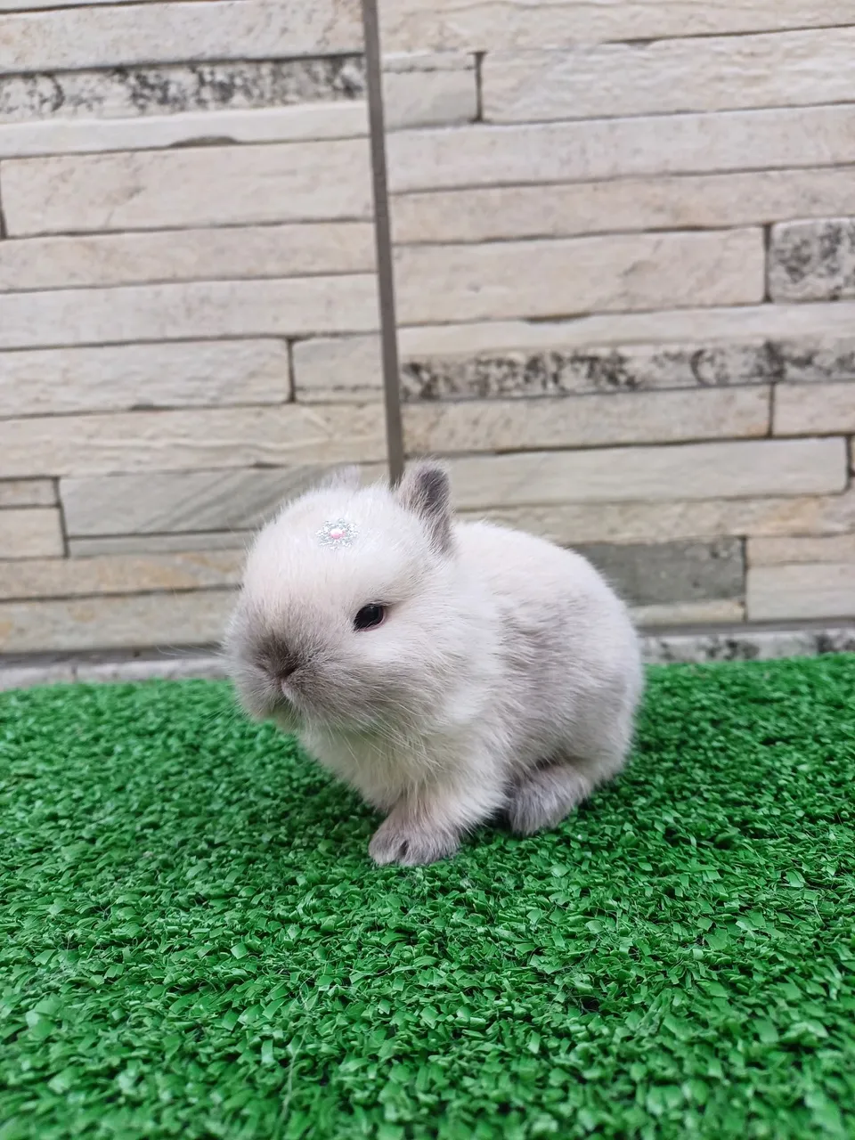 Coelho anão Raça Netherland Dwarf