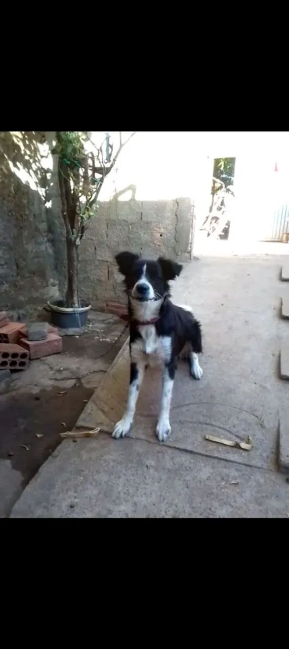 Border Collie - Cão a venda - Foto 4