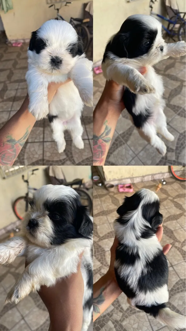 Shih tzu mini?