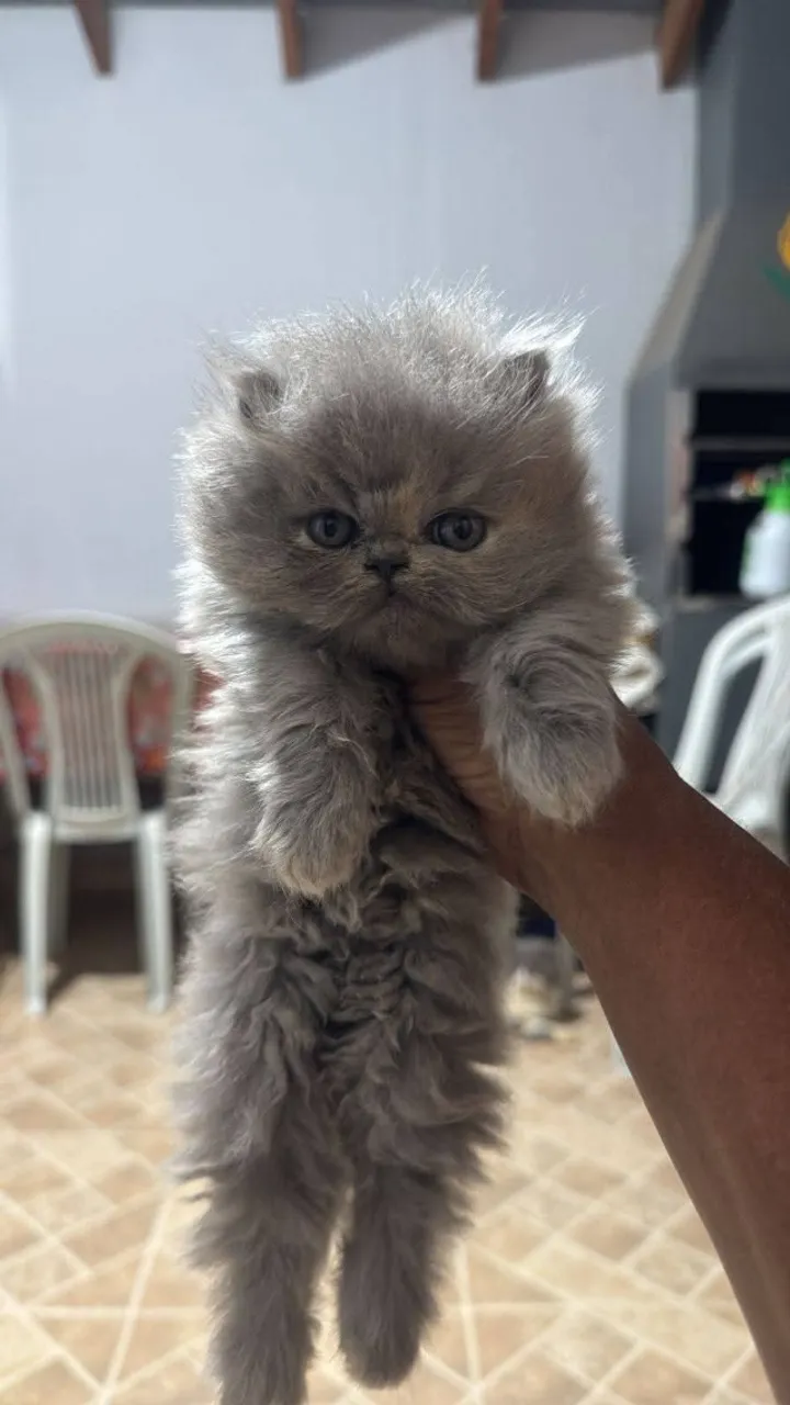 Gata Persa