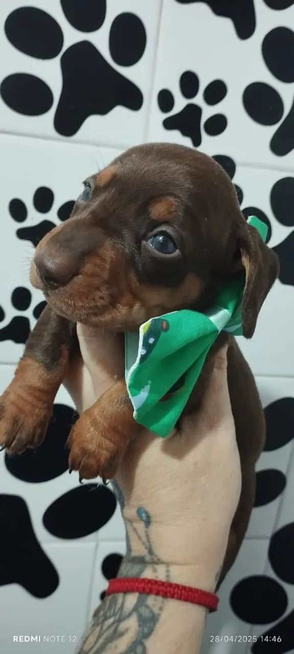 Basset Dachshund Chocolate macho - Foto 2