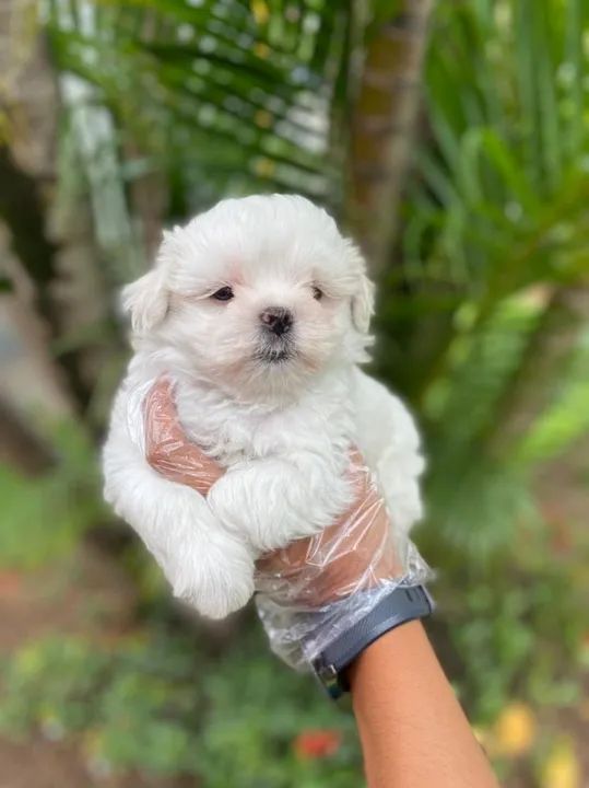 Filhote de Maltês  com Garantia de Saúde 