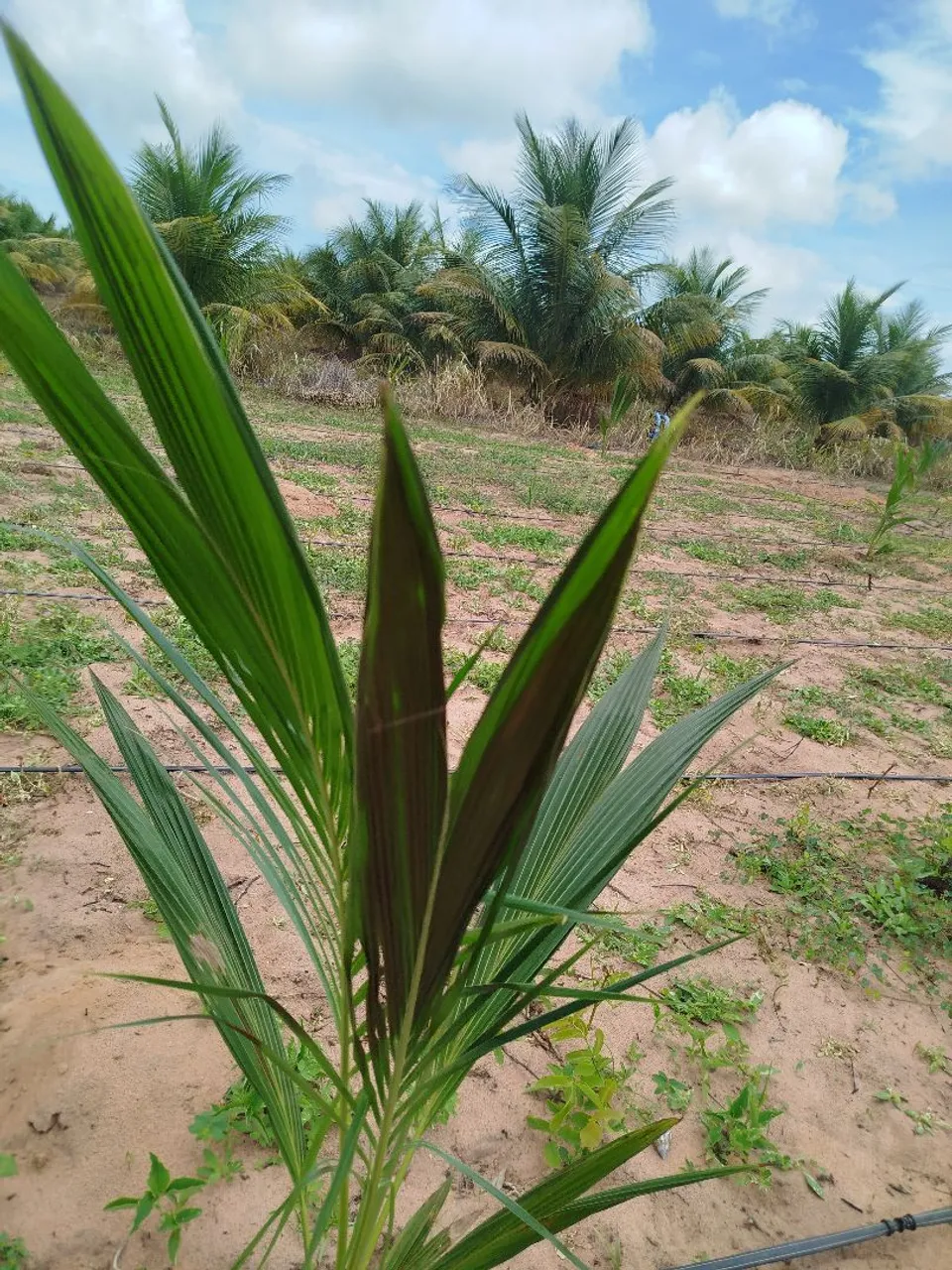 Vendo ou Troco Terra na Fazenda Paz Maxaranguape RN