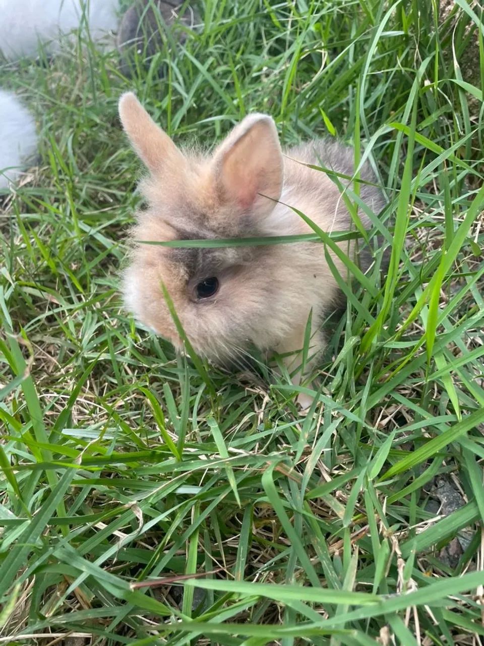 Lionhead Mini Mesclado | Coelhinho à venda