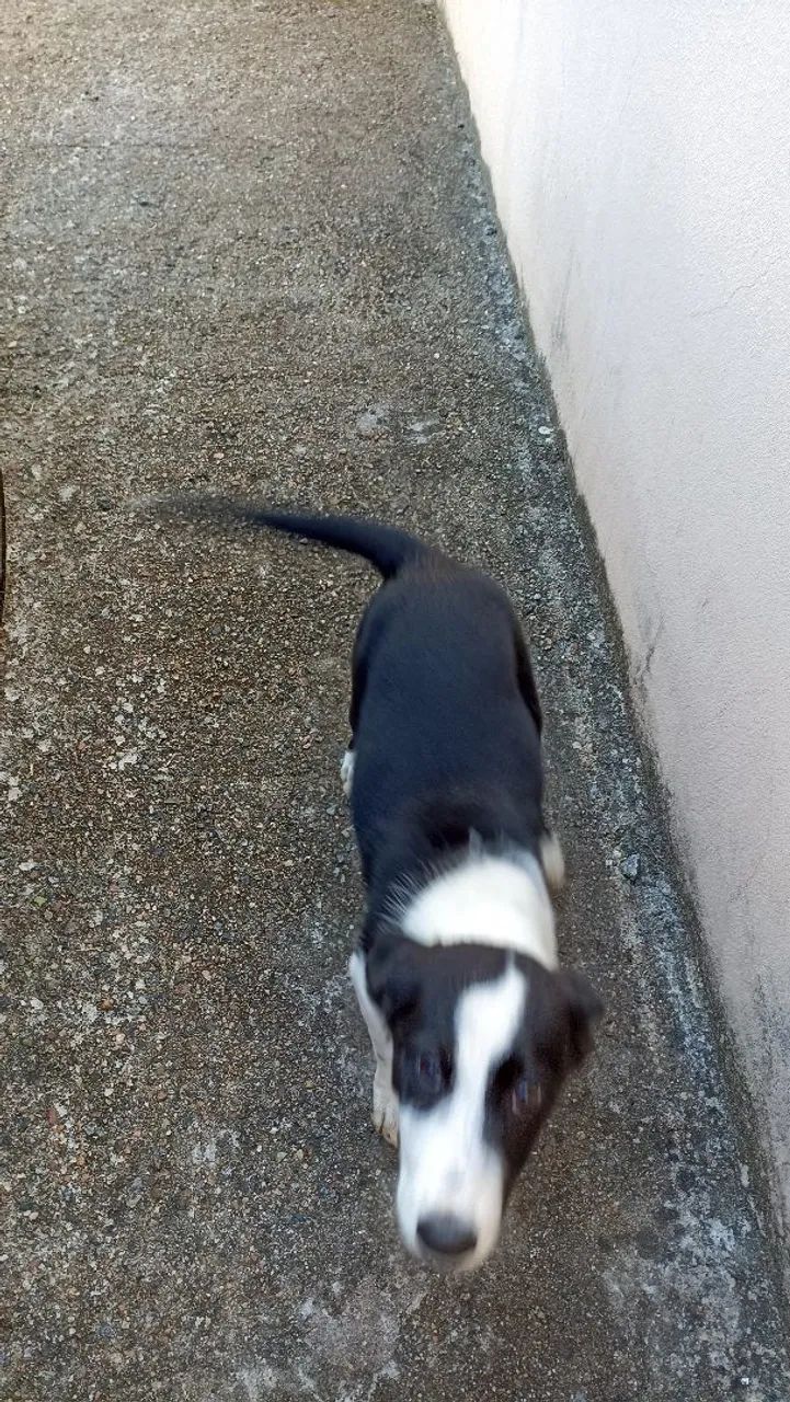 Filhote de Border Collie - Foto 3