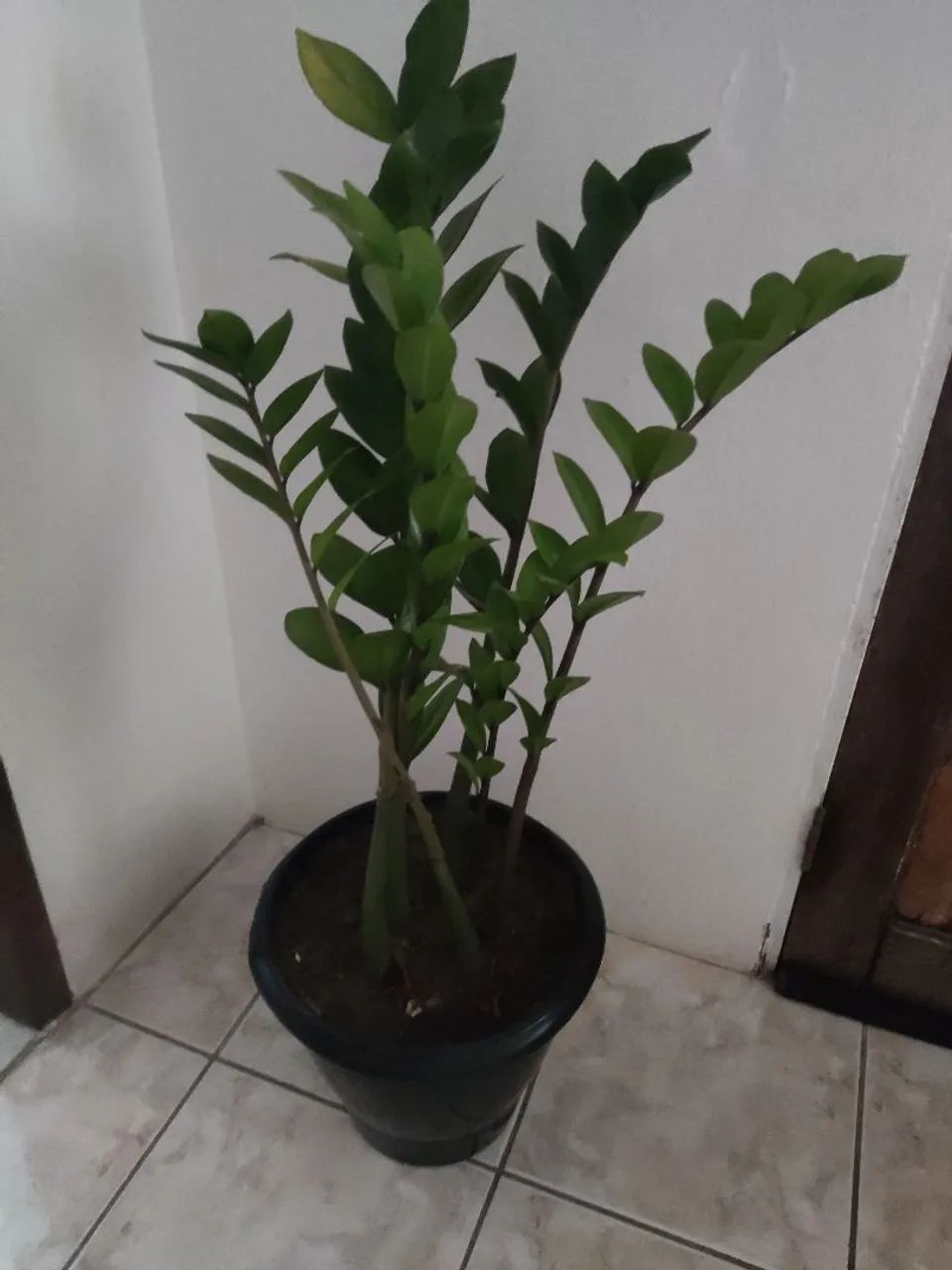 Planta Zamioculcas Zamiifolia - Foto 2