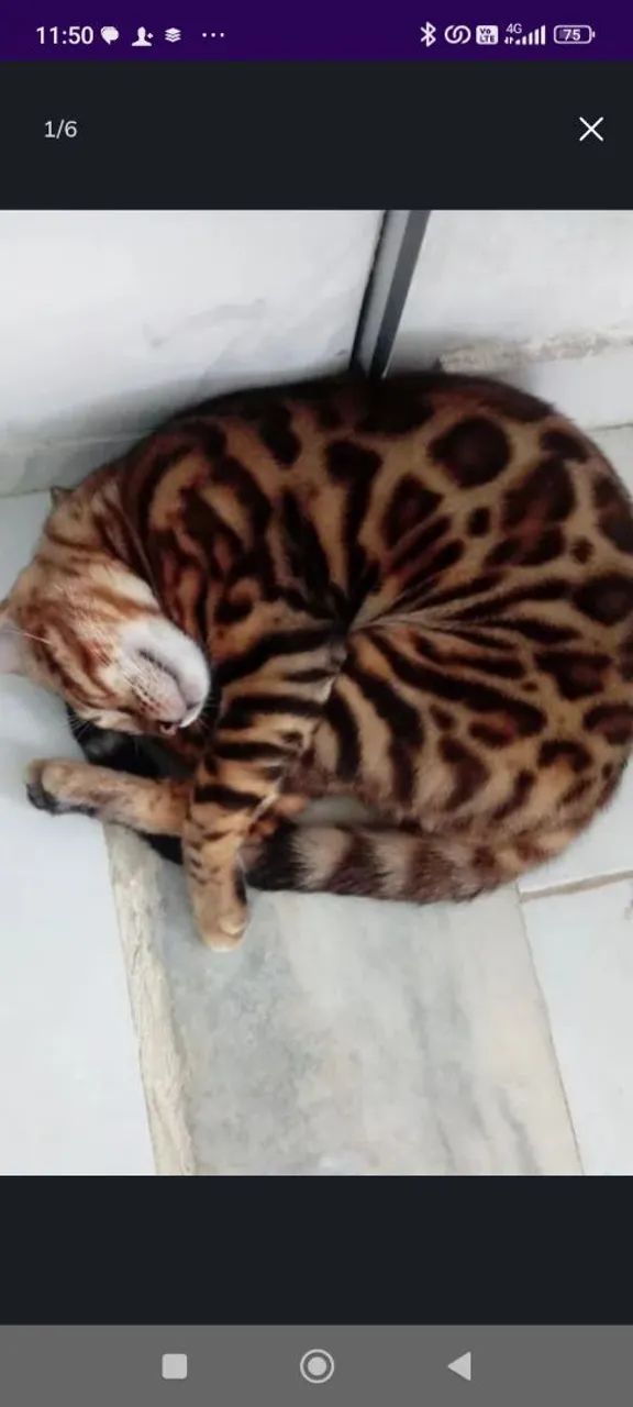 Gato Bengal filhote - Foto 6