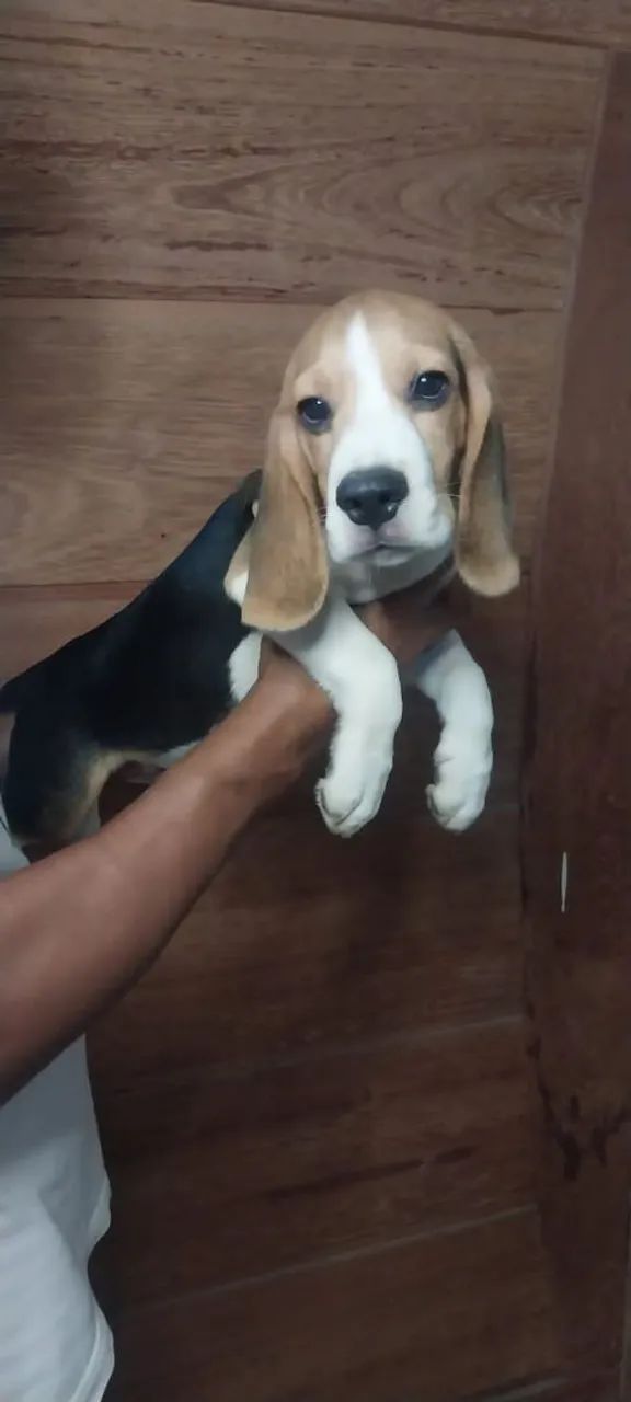 Filhotes de beagles  - Foto 3