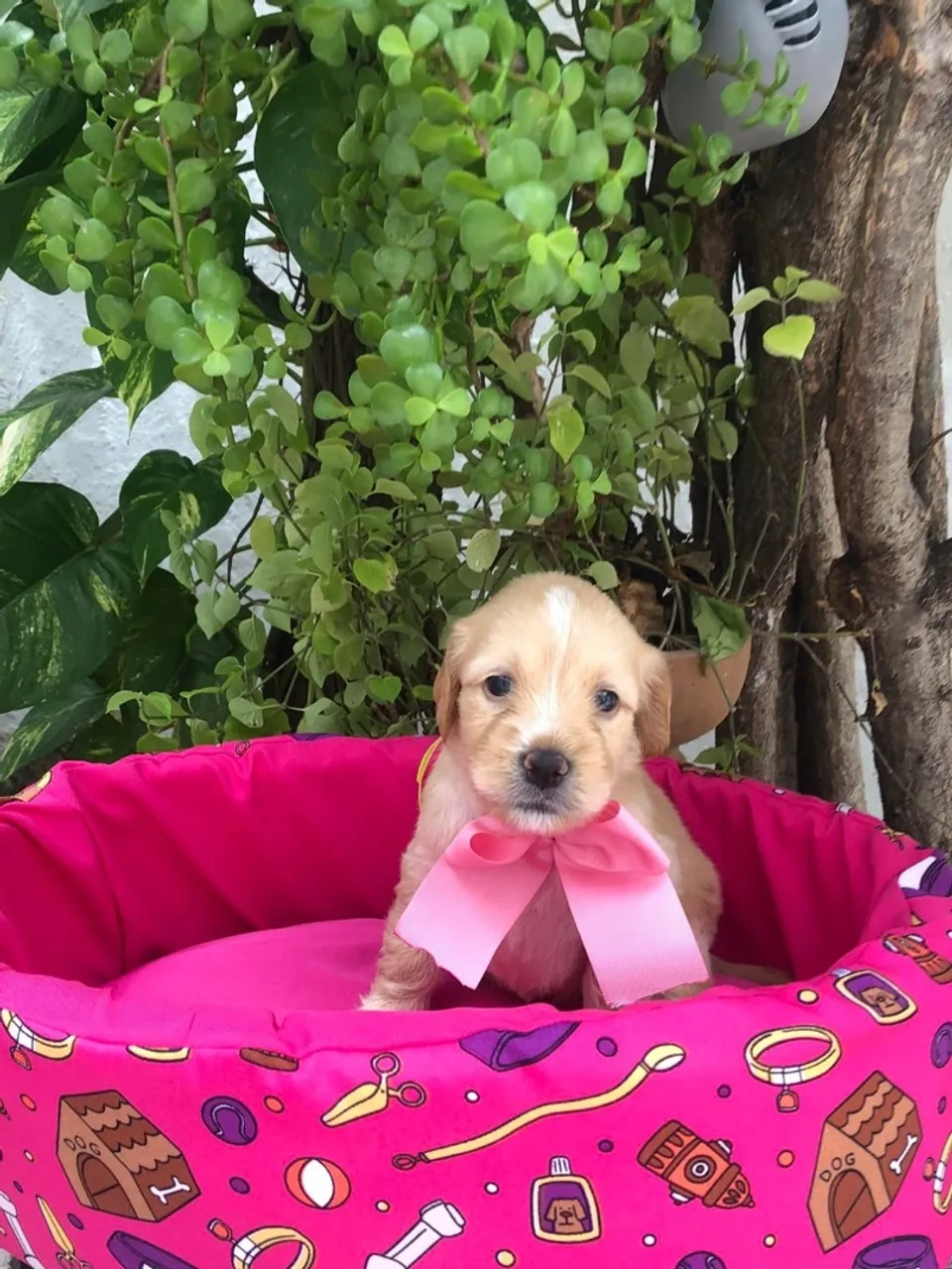 Poodle toy com maltês fêmea caminha brinde zap (85)99990.2592