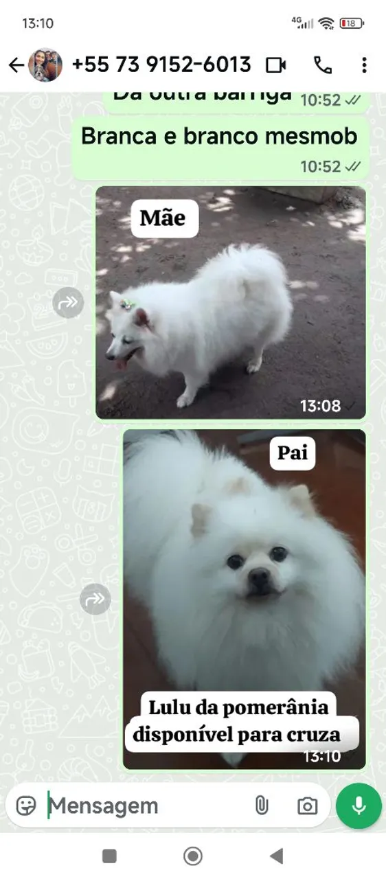 Spitz Alemão disponível para cruza