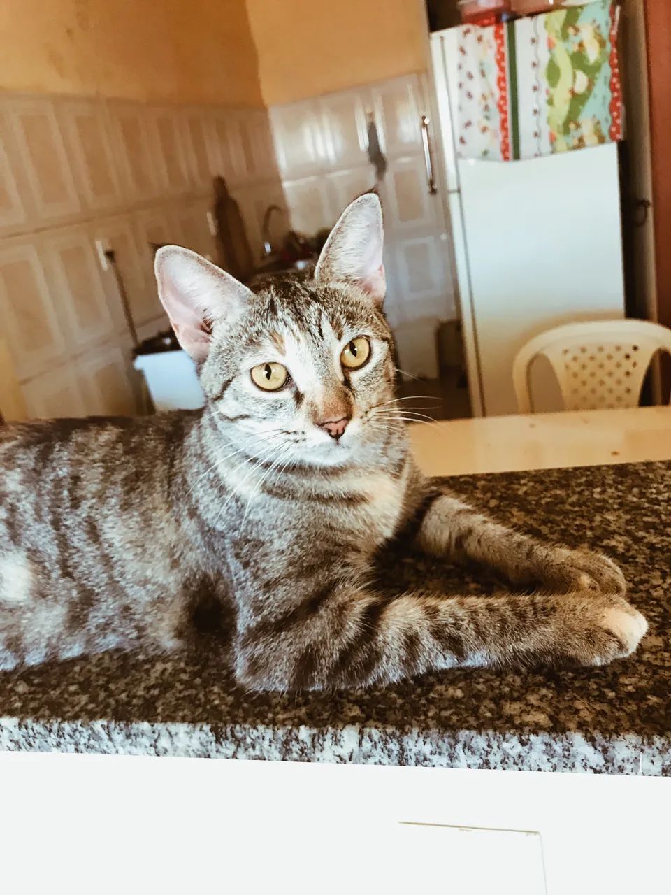 Gatinha castrada para doação responsável  - Foto 2