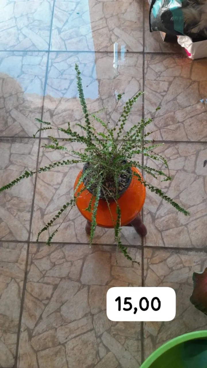 Planta Linda em Vaso Laranja - R$15,00