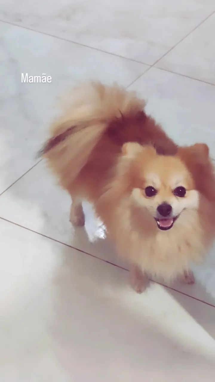 Lulu Pomerãnia /Spitz Alemão filhote  macho e fêmea  35 dias  - Foto 3