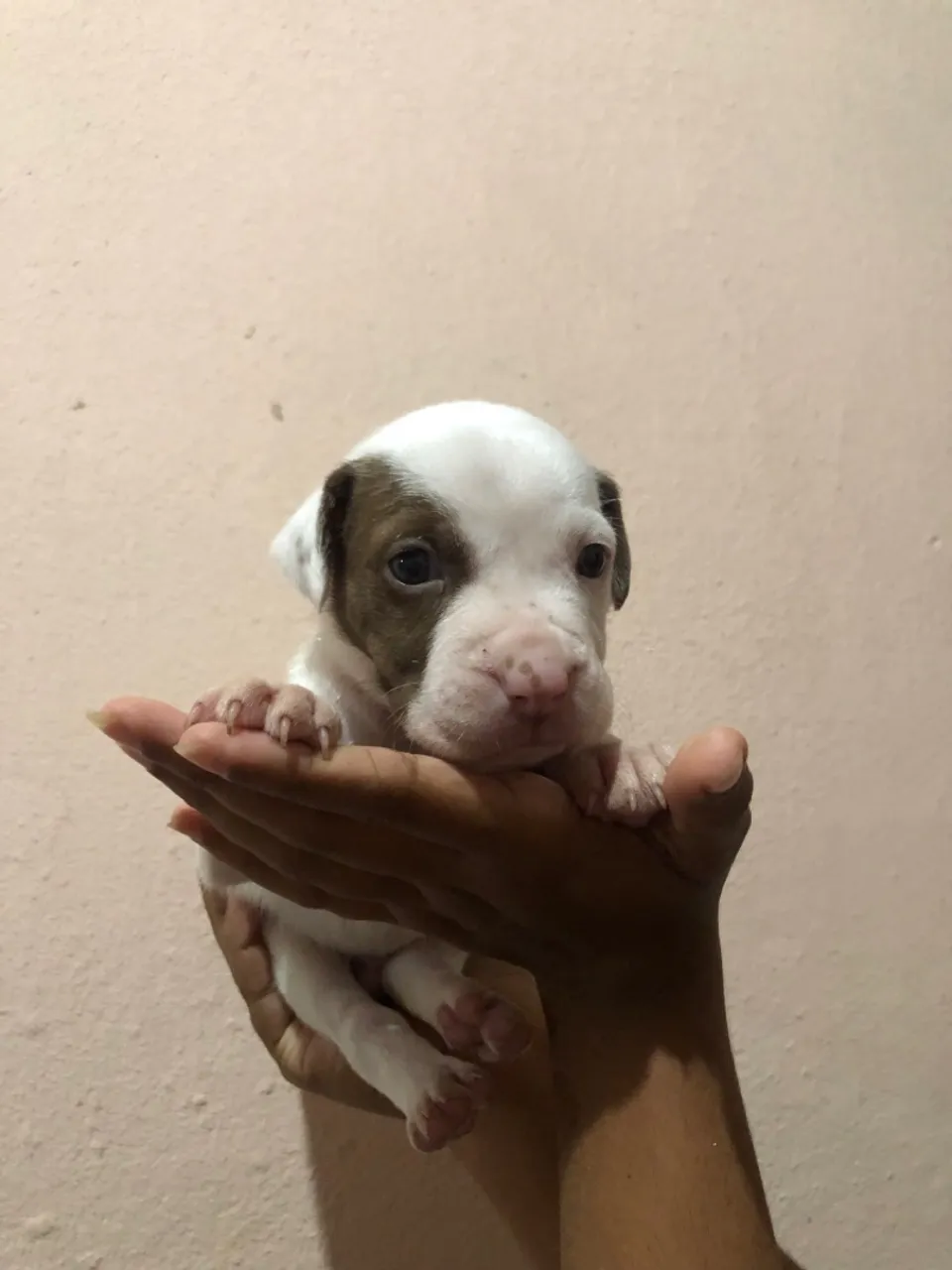 Filhote de Pitbull disponível para venda