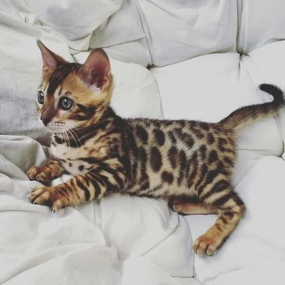  Gato Bengal à venda ( temos Machos e Fêmeas )