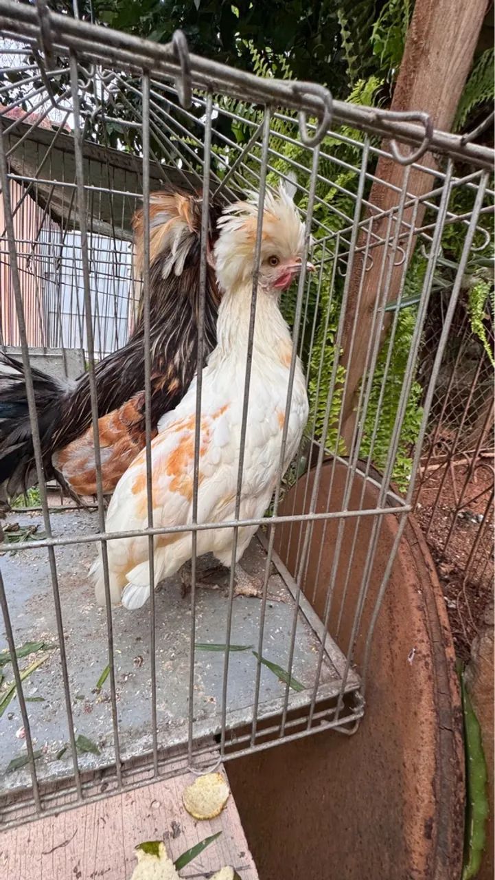 Casal de galo e galinha polonesa 